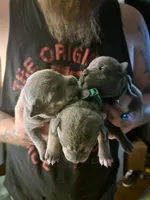 Storm, a female American Bully and American Pit Bull Terrier for sale in Kernersville, NC – 2 of 3