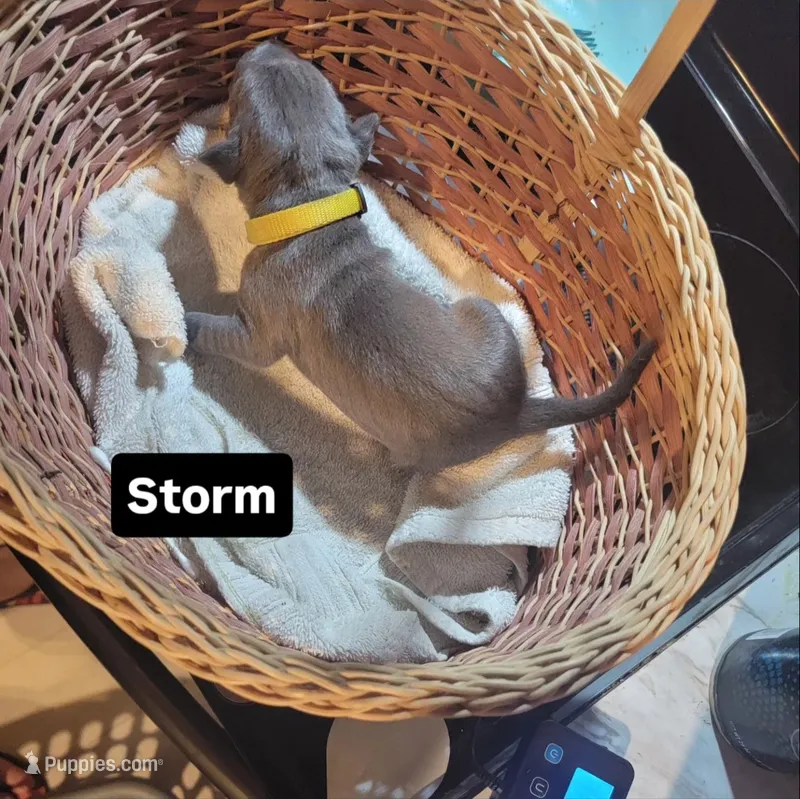 Storm – American Bully, American Pit Bull Terrier puppy for sale in Kernersville, NC