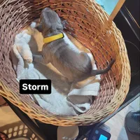 Storm, a female American Bully and American Pit Bull Terrier for sale in Kernersville, NC – 1 of 3