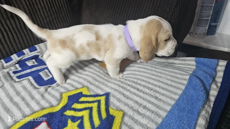 Purple AKC – Basset Hound puppy for sale in Fredericktown, MO