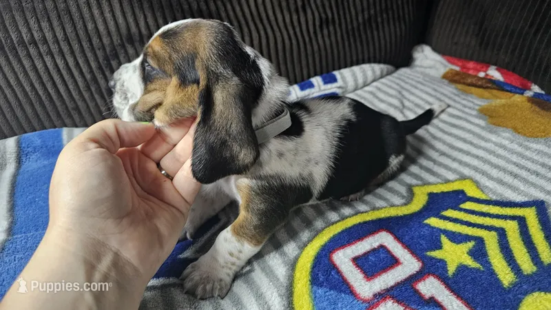 Silver AKC – Basset Hound puppy for sale in Fredericktown, MO