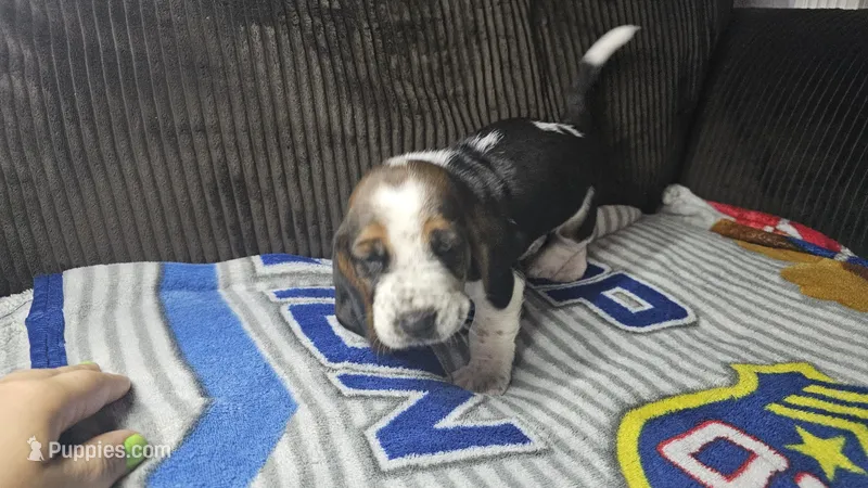 Red AKC – Basset Hound puppy for sale in Fredericktown, MO