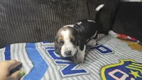 Red AKC, a male Basset Hound for sale in Fredericktown, MO – 1 of 1