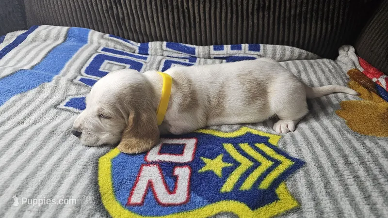 Yellow AKC – Basset Hound puppy for sale in Fredericktown, MO