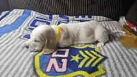 Yellow AKC, a female Basset Hound for sale in Fredericktown, MO – 1 of 1