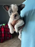 processed/af4ac9a8-b17a-4876-9200-8f52d621bfa2/listing/113b1229-e624-4981-aee7-02992cb45b88/faa98166-5ba8-477a-93e5-0c78adcd02c7