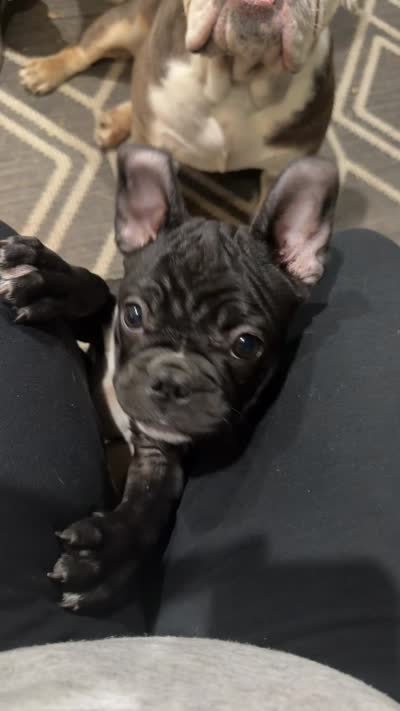 Spanky, a male Frenchton for sale in Cooter, MO – 7 of 7