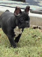 Spanky, a male Frenchton for sale in Cooter, MO – 2 of 7