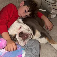 Patty Cake, a female English Bulldog for sale in Cooter, MO – 1 of 4