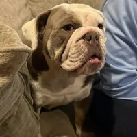 Patty Cake, a female English Bulldog for sale in Cooter, MO – 2 of 4