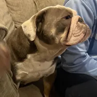 Patty Cake, a female English Bulldog for sale in Cooter, MO – 3 of 4