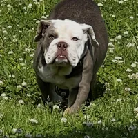 Patty Cake, a female English Bulldog for sale in Cooter, MO – 4 of 4