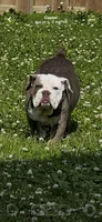 Patty Cake, a female English Bulldog for sale in Cooter, MO – Photo 4 of 4