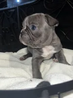 Bella, a female Frenchton for sale in Cooter, MO – Photo 3 of 4