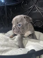 Bella, a female Frenchton for sale in Cooter, MO – Photo 1 of 4