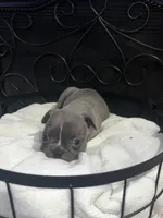 Bella, a female Frenchton for sale in Cooter, MO – Photo 2 of 4