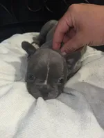 Bella, a female Frenchton for sale in Cooter, MO – Photo 4 of 4