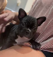 Spanky, a male Frenchton for sale in Cooter, MO – 2 of 4
