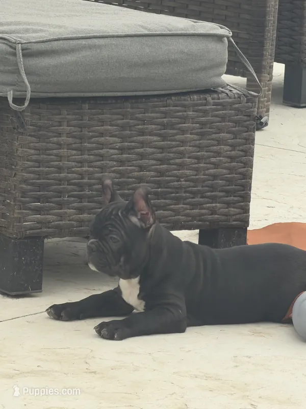 Spanky – Frenchton puppy for sale in Cooter, MO