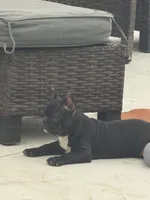 Spanky, a male Frenchton for sale in Cooter, MO – 1 of 7