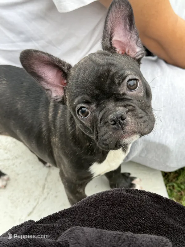 Sassy – Frenchton puppy for sale in Cooter, MO