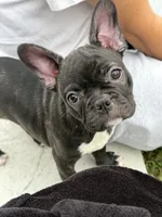Sassy, a female Frenchton for sale in Cooter, MO – 1 of 5