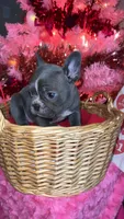 Lady, a female Frenchton for sale in Cooter, MO – Photo 6 of 8