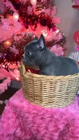 Lady, a female Frenchton for sale in Cooter, MO – Photo 7 of 8