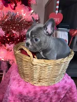 Lady, a female Frenchton for sale in Cooter, MO – Photo 1 of 8
