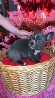 Lady, a female Frenchton for sale in Cooter, MO – Photo 2 of 8