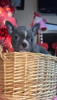 Lady, a female Frenchton for sale in Cooter, MO – Photo 8 of 8