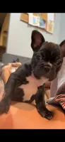 Spanky, a male Frenchton for sale in Cooter, MO – 3 of 4