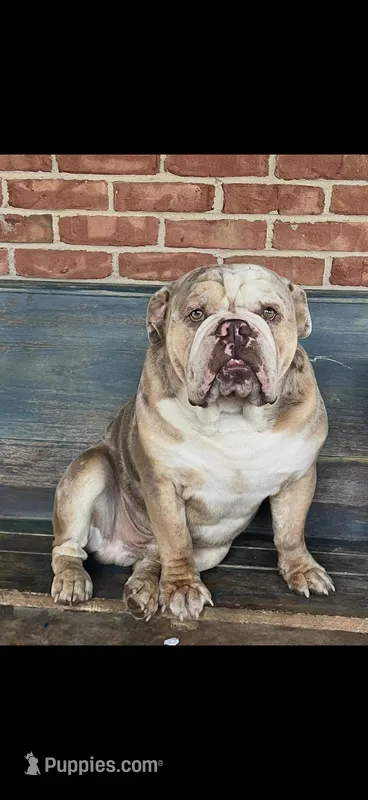 Cookie Dough Jelly Roll  – English Bulldog puppy for sale in Cooter, MO