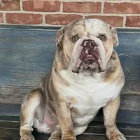 Cookie Dough Jelly Roll , a male English Bulldog for sale in Cooter, MO – 2 of 2