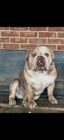 Cookie Dough Jelly Roll , a male English Bulldog for sale in Cooter, MO – Photo 2 of 2