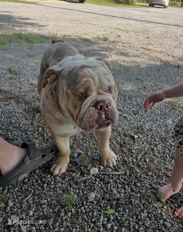 Cookie Dough Jelly Roll 
