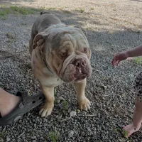Cookie Dough Jelly Roll , a male English Bulldog for sale in Cooter, MO – 1 of 2