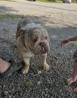 Cookie Dough Jelly Roll , a male English Bulldog for sale in Cooter, MO – Photo 1 of 2