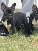 Sassy, a female Frenchton for sale in Cooter, MO – 2 of 5