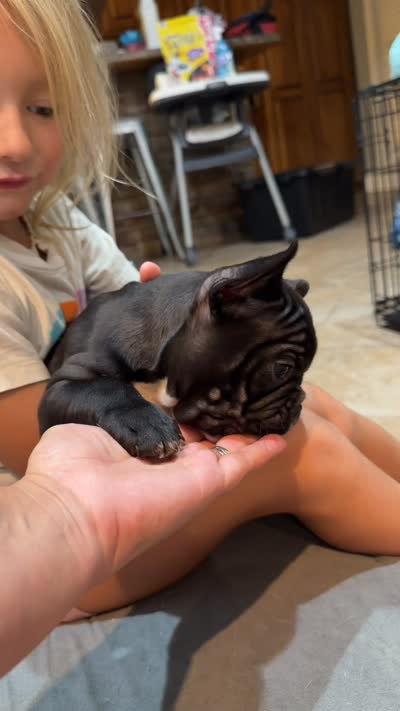Spanky, a male Frenchton for sale in Cooter, MO – 4 of 4
