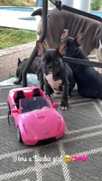 Sassy, a female Frenchton for sale in Cooter, MO – 4 of 5