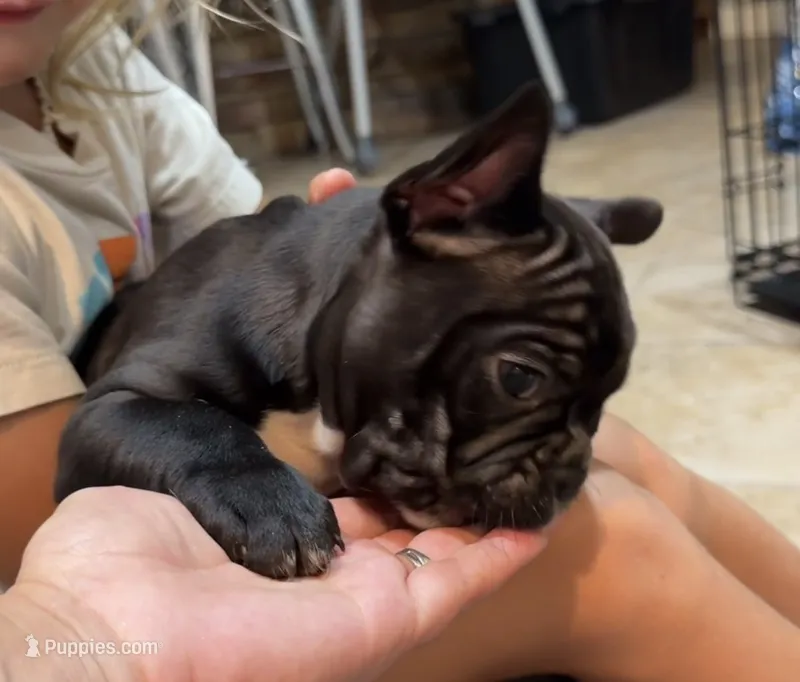 Spanky – Frenchton puppy for sale in Cooter, MO