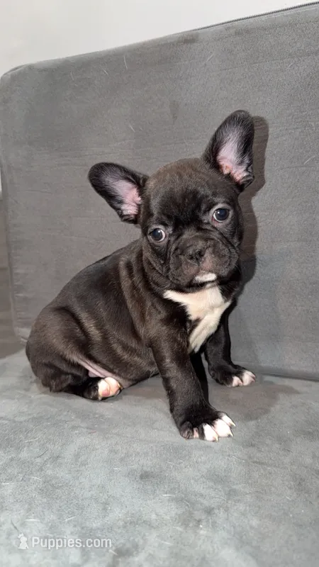 Sassy – Frenchton puppy for sale in Cooter, MO