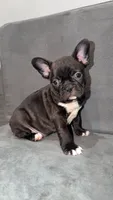 Sassy, a female Frenchton for sale in Cooter, MO – 1 of 2
