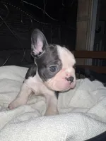 Spot, a male Frenchton for sale in Cooter, MO – Photo 2 of 8