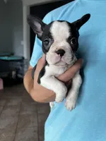 Spot, a male Frenchton for sale in Cooter, MO – Photo 5 of 8