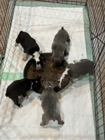 Spot, a male Frenchton for sale in Cooter, MO – Photo 3 of 8