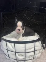 Spot, a male Frenchton for sale in Cooter, MO – Photo 4 of 8