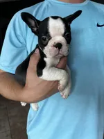 Spot, a male Frenchton for sale in Cooter, MO – Photo 8 of 8