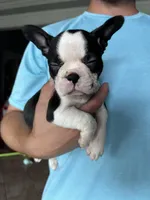 Spot, a male Frenchton for sale in Cooter, MO – Photo 6 of 8